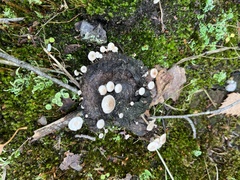 Asterophora lycoperdoides