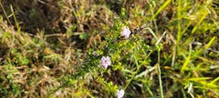 Agalinis heterophylla