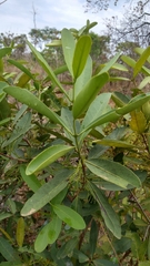 Tontelea micrantha