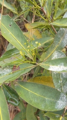 Tontelea micrantha