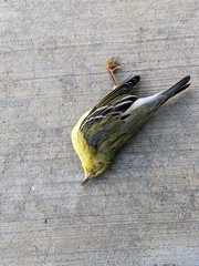 Setophaga striata