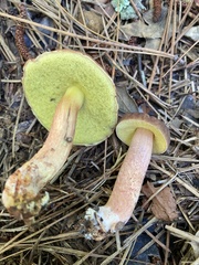 Hemileccinum rubropunctum