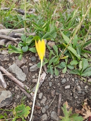 Crocus scharojanii