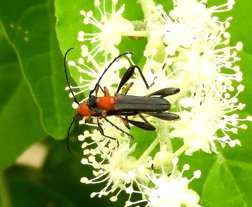 Pachymerola ruficollis