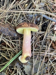 Hemileccinum rubropunctum