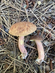 Hemileccinum rubropunctum