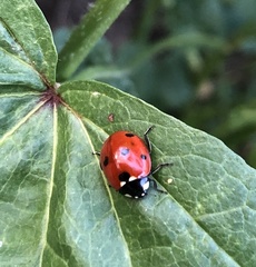Coccinella septempunctata