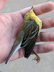 Setophaga striata
