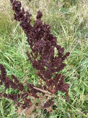 Rumex pseudonatronatus