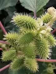 Xanthium strumarium