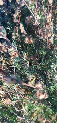 Eriocephalus