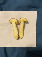 Hemileccinum rubropunctum