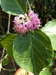 Lamiaceae