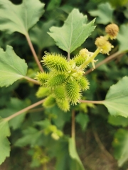 Xanthium strumarium