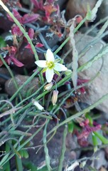 Heliophila cornuta squamata