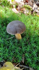 Xerocomellus pruinatus