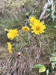 Scorzoneroides autumnalis