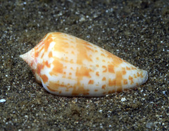Conus lynceus