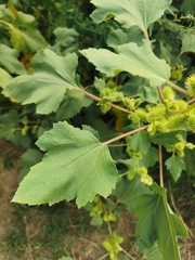 Xanthium strumarium