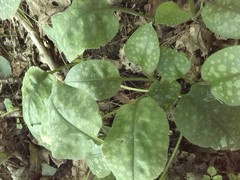 Pulmonaria officinalis