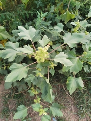 Xanthium strumarium