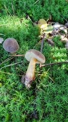 Xerocomellus pruinatus