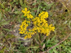 Solidago nemoralis