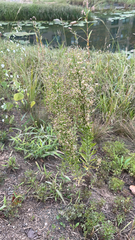 Erigeron canadensis