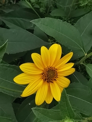 Helianthus tuberosus