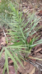 Allagoptera campestris