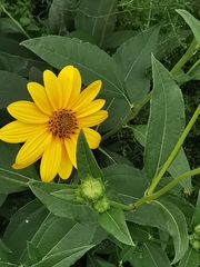 Helianthus tuberosus