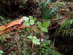 Tiarella trifoliata trifoliata