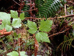 Tiarella trifoliata trifoliata