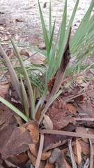 Allagoptera campestris
