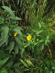 Helianthus tuberosus
