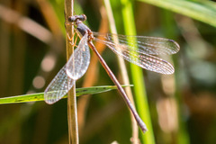 Lestes rectangularis