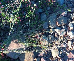 Heliophila cornuta squamata