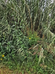 Helianthus tuberosus