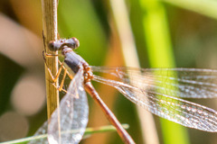 Lestes rectangularis