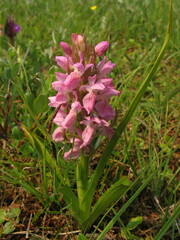 Dactylorhiza incarnata