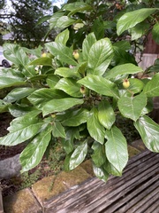 Crataegus mexicana