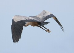 Ardea melanocephala