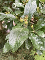 Crataegus mexicana
