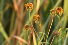 Helianthus nuttallii