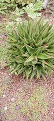 Aloe perfoliata