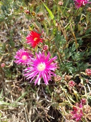 Lampranthus spectabilis