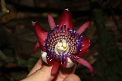 Passiflora ambigua
