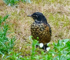 Turdus migratorius
