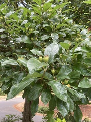 Crataegus mexicana