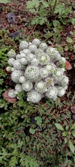 Mammillaria haageana